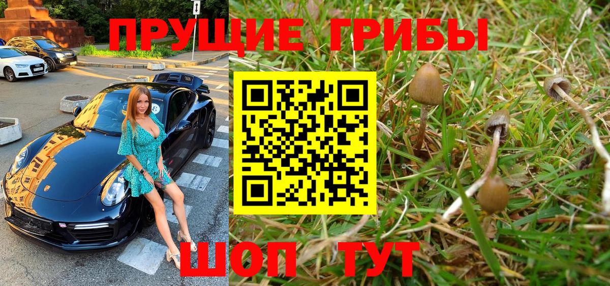 Псилоцибиновые грибы Psilocybine cubensis Энгельс